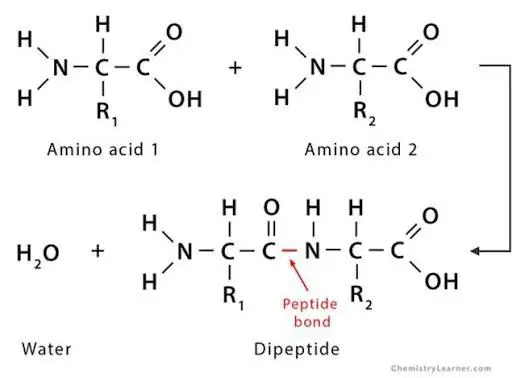 Retatrutide Side Effects